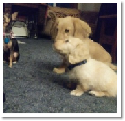 Barron the miniature dachshund from dachshunlimited.com