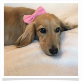 Martha - Golden Oaks Martha May Whovier - AKC Shaded English Cream Long Hair Female Miniature Dachshund