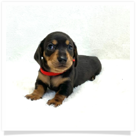 Pippa's AKC Black & Cream (Hidden Dapple) Short Hair Female Miniature Dachshund Puppy