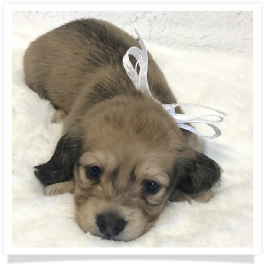 Harper's AKC Shaded Cream Long Hair Female Miniature Dachshund Puppy