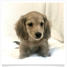 Harper's AKC Shaded Cream Dapple Long Hair Male Miniature Dachshund Puppy