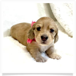 Harper's AKC Light Shaded Cream Dapple Female Miniature Dachshund Puppy