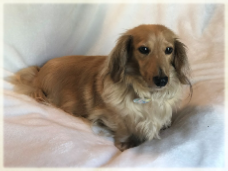 HHF Cindy Loo Who - AKC Shaded English Cream Long Hair Miniature Dachshund Female