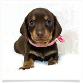 Pippa's AKC Chocolate & Cream Short Hair Female Miniature Dachshund Puppy