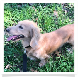 Manghams Rollin’ On the River TX Ranger - AKC English Cream Long Hair Male Miniature Dachshund