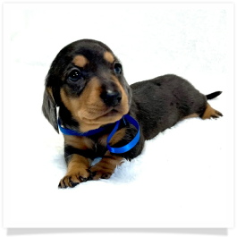 Pippa's AKC Black & Cream Dapple Short Hair Male Miniature Dachshund Puppy