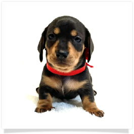 Pippa's AKC Black & Cream (Hidden Dapple) Short Hair Female Miniature Dachshund Puppy