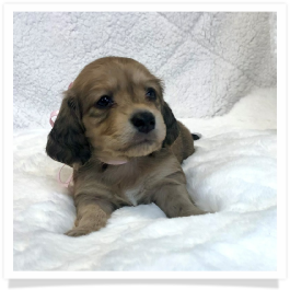 Harper's AKC Shaded Cream Long Hair Female Miniature Dachshund Puppy
