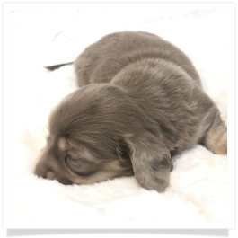 Ellie's AKC Isabella & Cream Long Hair Female Miniature Dachshund Puppy