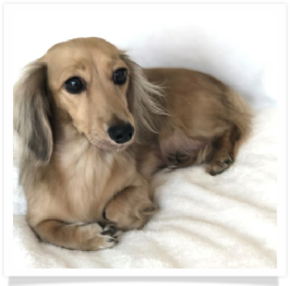 Ellie - Grand Oaks Miss Ellie May Whovier - AKC Shaded English Cream Long Hair Female Miniature Dachshund