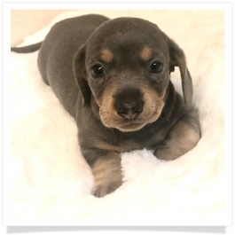 Pippa's AKC Blue & Cream Short Hair Male Miniature Dachshund Puppy