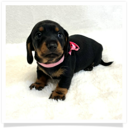 Pippa's AKC Black & Tan Short Hair Female Miniature Dachshund Puppy
