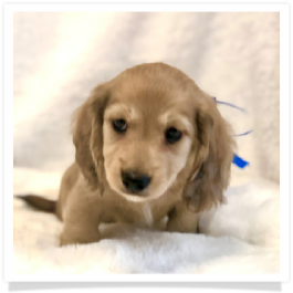 Harper's AKC Shaded Cream Long Hair Male Miniature Dachshund Puppy