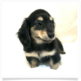 Loo Loo's AKC Black & Cream Long Hair Male Miniature Dachshund Puppy