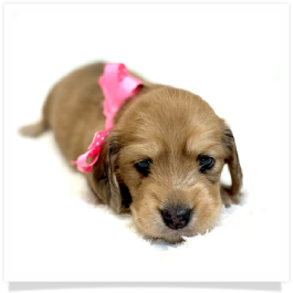 Harper's AKC Shaded Cream Longhair Female Miniature Dachshund Puppy