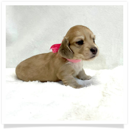 Harper's AKC Light Shaded Cream Dapple Female Miniature Dachshund Puppy
