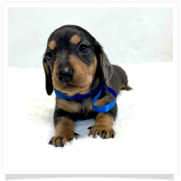 Pippa's AKC Black & Cream Dapple Short Hair Male Miniature Dachshund Puppy