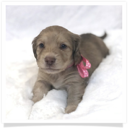 Harper's AKC Shaded Cream Long Hair Female Miniature Dachshund Puppy