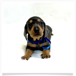 Pippa's AKC Black & Cream Dapple Short Hair Male Miniature Dachshund Puppy