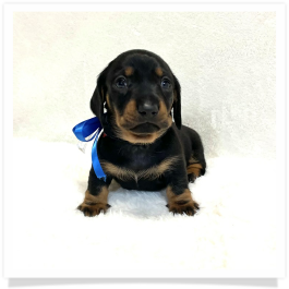 Pippa's AKC Black & Tan Short Hair Male Miniature Dachshund Puppy