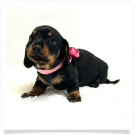 Pippa's AKC Black & Tan Short Hair Female Miniature Dachshund Puppy