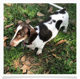 Pippa - Dachs Unlimited Little Miss Pippa - AKC Chocolate and Tan Piebald Shorthair Female Miniature Dachshund