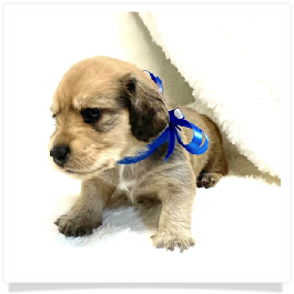 Harper's AKC Shaded Cream Longhair Male Miniature Dachshund Puppy