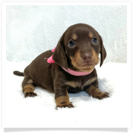 Pippa's AKC Chocolate & Cream Short Hair Female Miniature Dachshund Puppy
