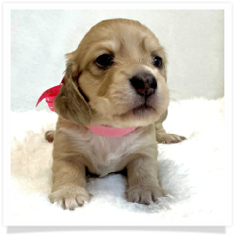 Harper's AKC Light Shaded Cream Dapple Female Miniature Dachshund Puppy