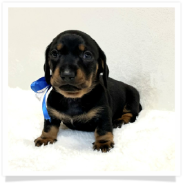 Pippa's AKC Black & Tan Short Hair Male Miniature Dachshund Puppy