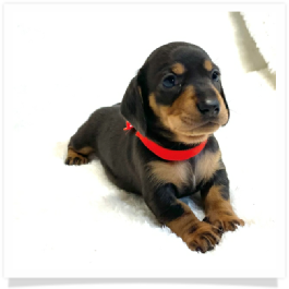 Pippa's AKC Black & Cream (Hidden Dapple) Short Hair Female Miniature Dachshund Puppy