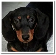 Giselle the black and tan short hair miniature dachshund female