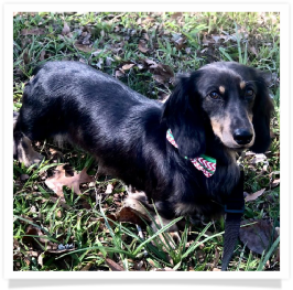 Waylon - Cherokee Creeks Wayland Outlaw - AKC Black & Cream Long Hair Dapple Male Miniature Dachshund